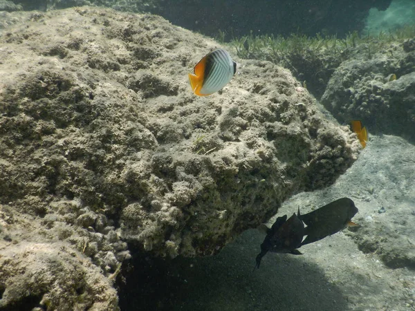 The threadfin butterflyfish Chaetodon auriga species of marine ray-finned fish, a butterflyfish belonging to the family Chaetodontidae. It has a wide Indo-Pacific distribution