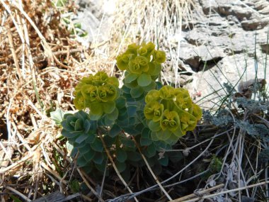 Euphorbia, 