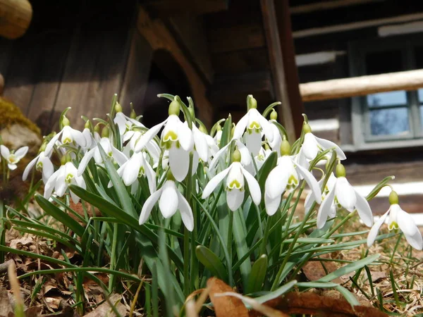 Galanthus Nivalis Snowdrop Common Snowdrop Best Known Most Widespread Species — Stock Photo, Image