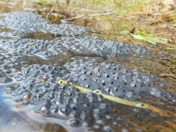 产于欧洲的普通褐蛙Rana Temporaria与产于水中的一种青蛙 一丛丛中的蛋即将孵化成蝌蚪 — 图库照片