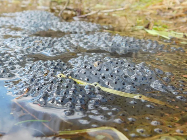 Spawn of European Common Brown Frog Rana Temporaria with Embryos Alamy A frog spawn in the waters. Eggs in a clump about to hatch into tadpoles