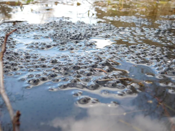 Spawn of European Common Brown Frog Rana Temporaria with Embryos Alamy A frog spawn in the waters. Eggs in a clump about to hatch into tadpoles