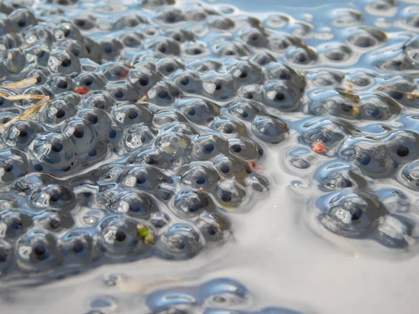 Spawn of European Common Brown Frog Rana Temporaria with Embryos Alamy A frog spawn in the waters. Eggs in a clump about to hatch into tadpoles