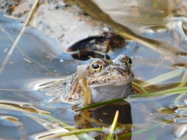 Gölette yumurtladıktan sonra yaygın kurbağa Rana temporaria, Avrupa 'nın büyük bir kısmında yuvarlak burunlu, perdeli ayaklı ve uzun sırtlı iri vücutlu Ranidae familyasının yarı suda yaşayan bir amfibidir.