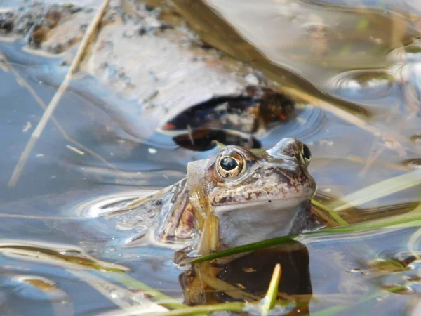 Gölette yumurtladıktan sonra yaygın kurbağa Rana temporaria, Avrupa 'nın büyük bir kısmında yuvarlak burunlu, perdeli ayaklı ve uzun sırtlı iri vücutlu Ranidae familyasının yarı suda yaşayan bir amfibidir.