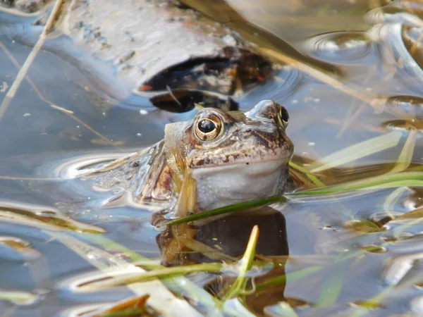 Gölette yumurtladıktan sonra yaygın kurbağa Rana temporaria, Avrupa 'nın büyük bir kısmında yuvarlak burunlu, perdeli ayaklı ve uzun sırtlı iri vücutlu Ranidae familyasının yarı suda yaşayan bir amfibidir.
