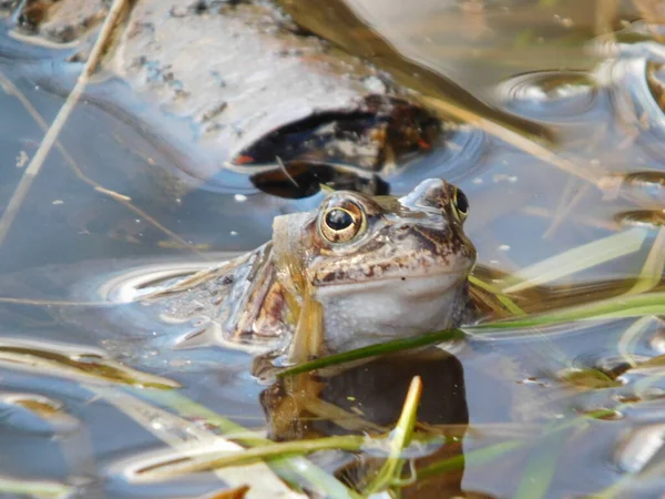 Gölette yumurtladıktan sonra yaygın kurbağa Rana temporaria, Avrupa 'nın büyük bir kısmında yuvarlak burunlu, perdeli ayaklı ve uzun sırtlı iri vücutlu Ranidae familyasının yarı suda yaşayan bir amfibidir.