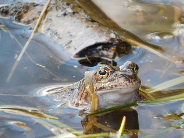 Gölette yumurtladıktan sonra yaygın kurbağa Rana temporaria, Avrupa 'nın büyük bir kısmında yuvarlak burunlu, perdeli ayaklı ve uzun sırtlı iri vücutlu Ranidae familyasının yarı suda yaşayan bir amfibidir.
