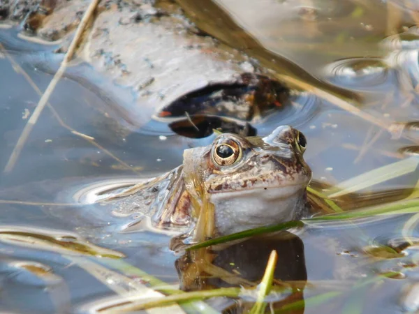 Gölette yumurtladıktan sonra yaygın kurbağa Rana temporaria, Avrupa 'nın büyük bir kısmında yuvarlak burunlu, perdeli ayaklı ve uzun sırtlı iri vücutlu Ranidae familyasının yarı suda yaşayan bir amfibidir.