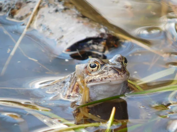 Gölette yumurtladıktan sonra yaygın kurbağa Rana temporaria, Avrupa 'nın büyük bir kısmında yuvarlak burunlu, perdeli ayaklı ve uzun sırtlı iri vücutlu Ranidae familyasının yarı suda yaşayan bir amfibidir.
