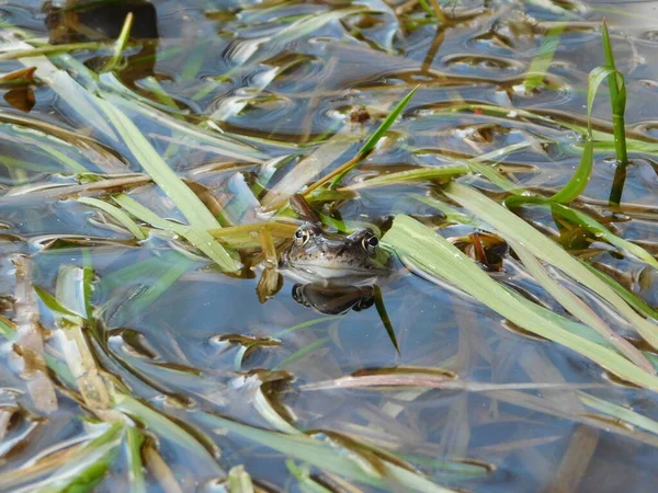 Gölette Yumurtladıktan Sonra Yaygın Kurbağa Rana Temporaria Avrupa Nın Büyük — Stok fotoğraf