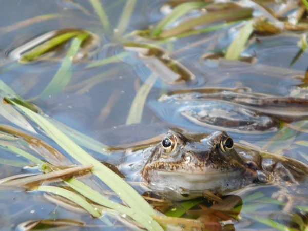 Gölette yumurtladıktan sonra yaygın kurbağa Rana temporaria, Avrupa 'nın büyük bir kısmında yuvarlak burunlu, perdeli ayaklı ve uzun sırtlı iri vücutlu Ranidae familyasının yarı suda yaşayan bir amfibidir.