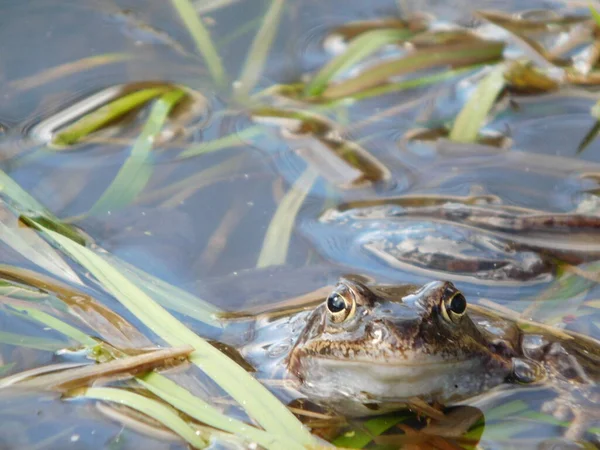 常见的蛙在池塘产卵后 在欧洲大部分地区发现的半水栖两栖动物 体形丰满 有圆形的鼻孔 网状的脚和长长的后腿 — 图库照片