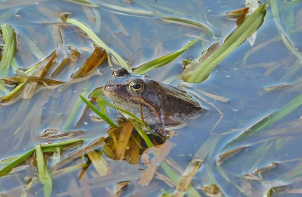Gölette yumurtladıktan sonra yaygın kurbağa Rana temporaria, Avrupa 'nın büyük bir kısmında yuvarlak burunlu, perdeli ayaklı ve uzun sırtlı iri vücutlu Ranidae familyasının yarı suda yaşayan bir amfibidir.