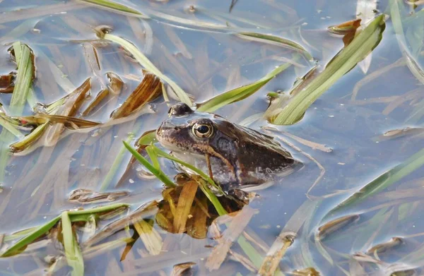 Gölette yumurtladıktan sonra yaygın kurbağa Rana temporaria, Avrupa 'nın büyük bir kısmında yuvarlak burunlu, perdeli ayaklı ve uzun sırtlı iri vücutlu Ranidae familyasının yarı suda yaşayan bir amfibidir.