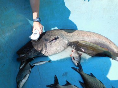 Yayın balığı Silurus glanis de 