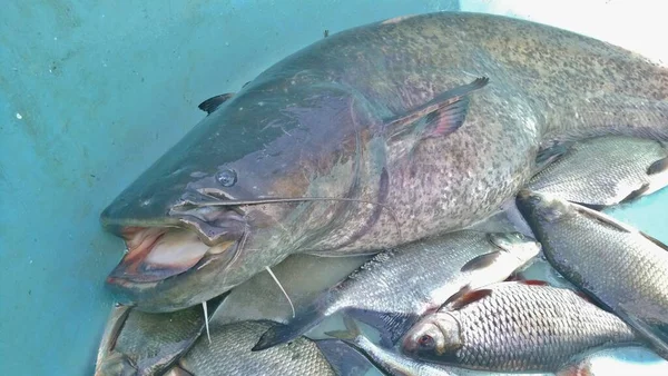 Bagres Silurus Glanis Também Chamado Sheatfish Apenas Entranhas Grandes Espécies — Fotografia de Stock