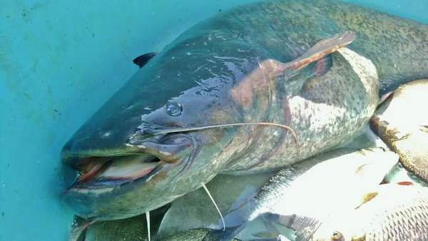 Wels Catfish Silurus Glanis Also Called Sheatfish Just Wels Large — Stock Fotó