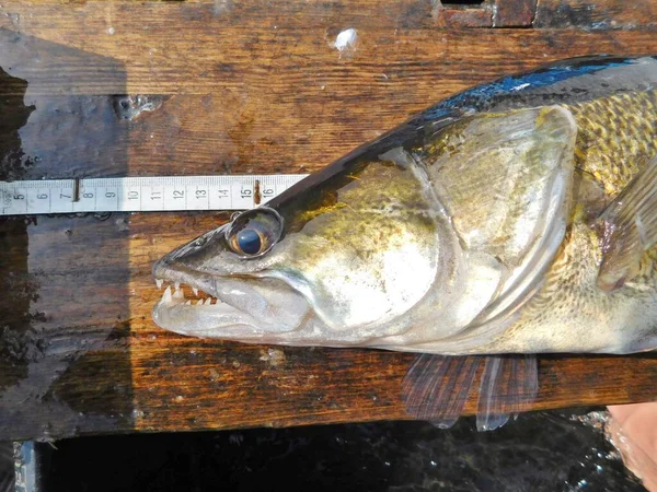 Pikeperch Sander Lucioperca Zander Sander Pikeperch Species Ray Finned Fish — Foto Stock