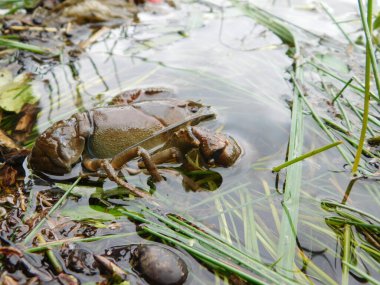 Astacus astacus, Avrupalı kerevit, asil kerevit veya geniş parmaklı kerevit Avrupa 'daki en yaygın kerevit türüdür.