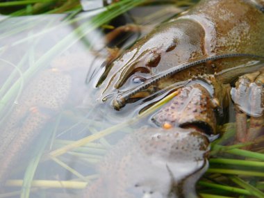 Astacus astacus, Avrupalı kerevit, asil kerevit veya geniş parmaklı kerevit Avrupa 'daki en yaygın kerevit türüdür.