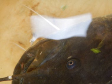 Yayın balığı Silurus glanis de 