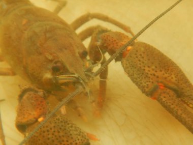 Astacus astacus, Avrupalı kerevit, asil kerevit veya geniş parmaklı kerevit Avrupa 'daki en yaygın kerevit türüdür.