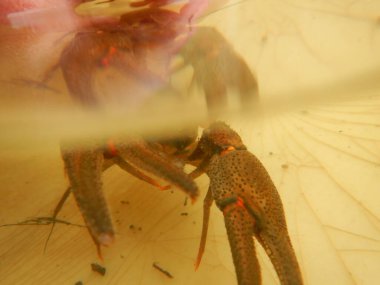 Astacus astacus, Avrupalı kerevit, asil kerevit veya geniş parmaklı kerevit Avrupa 'daki en yaygın kerevit türüdür.