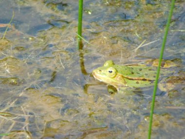 edible green frog in the pond pelophylax