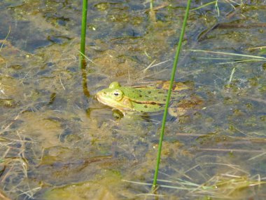 edible green frog in the pond pelophylax