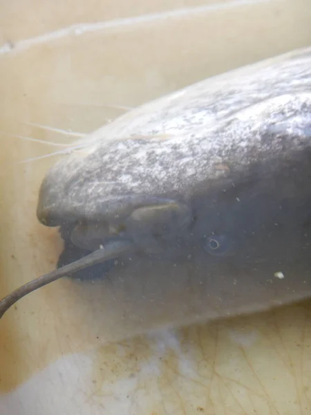 Wels Catfish Silurus Glanis Also Called Sheatfish Just Wels Large — Foto de Stock