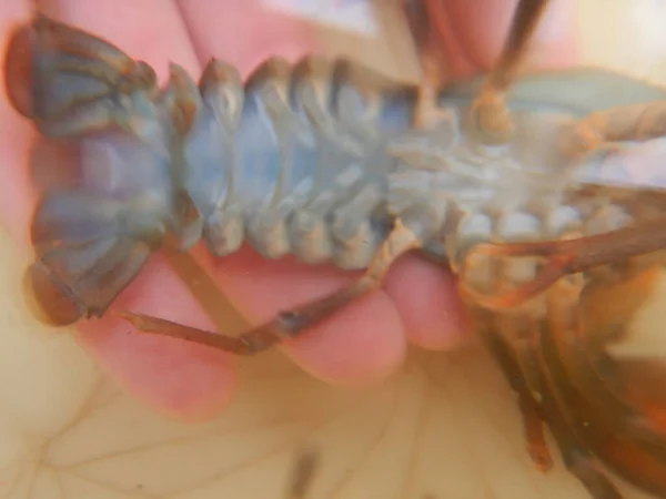 Astacus Astacus European Crayfish Noble Crayfish Broad Fingered Crayfish Most —  Fotos de Stock