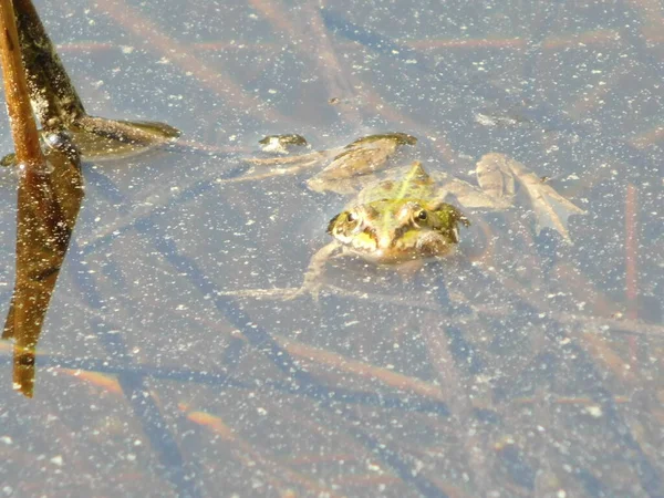 Ehető Zöld Béka Tóban Pelophylax — Stock Fotó