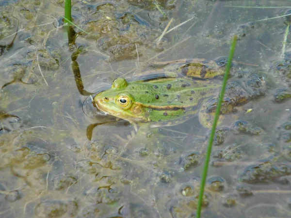 Ehető Zöld Béka Pelophylax Lebeg Vízfelületén — Stock Fotó