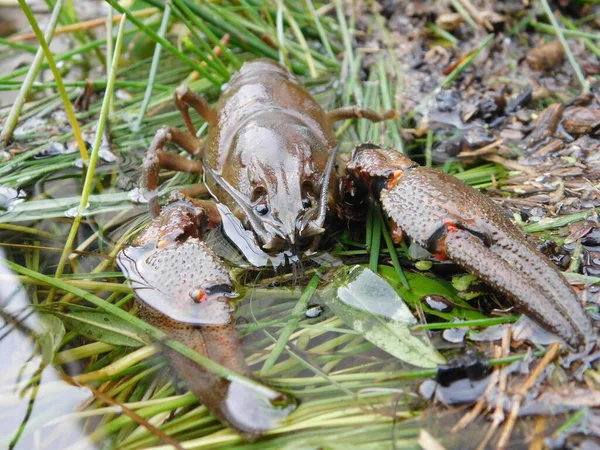 Astacus Astacus European Crayfish Noble Crayfish Broad Fingered Crayfish Most Telifsiz Stok Imajlar