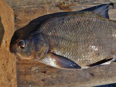Cyprinidae familyasından yaygın tatlı su çipurası, çipura, bronz sazan, Abramis brama Avrupa tatlı su balığı türü. Şu anda türünün tek örneği olarak kabul edilmektedir. 