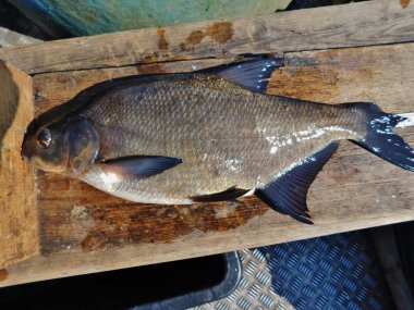 Cyprinidae familyasından yaygın tatlı su çipurası, çipura, bronz sazan, Abramis brama Avrupa tatlı su balığı türü. Şu anda türünün tek örneği olarak kabul edilmektedir. 
