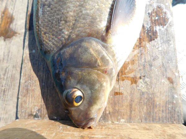 常见的淡水鱼 淡水鱼 青铜鲤鱼 阿布拉伯斯布拉马欧洲种淡水鱼属 牠们现在被认为是属中唯一的物种 — 图库照片