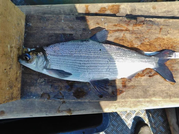 Coregonus Whitefish Diverse Genus Fish Salmon Family Coregonus Species Known — Foto Stock