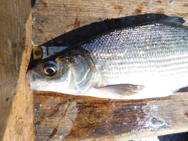 Coregonus Whitefish Diverse Genus Fish Salmon Family Coregonus Species Known — Foto Stock
