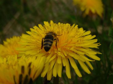 Arı türünün Apis 'i içinde bal arısı eusosyal böceği. Hepsi de Avrasya' nın yerlisi. Dantelion taraxacum officinale 'den balmumu toplamalarıyla tanınırlar.