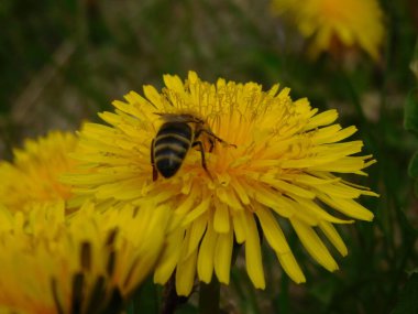 Arı türünün Apis 'i içinde bal arısı eusosyal böceği. Hepsi de Avrasya' nın yerlisi. Dantelion taraxacum officinale 'den balmumu toplamalarıyla tanınırlar.