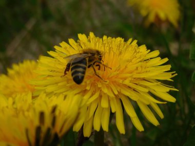 Arı türünün Apis 'i içinde bal arısı eusosyal böceği. Hepsi de Avrasya' nın yerlisi. Dantelion taraxacum officinale 'den balmumu toplamalarıyla tanınırlar.