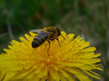 Arı türünün Apis 'i içinde bal arısı eusosyal böceği. Hepsi de Avrasya' nın yerlisi. Dantelion taraxacum officinale 'den balmumu toplamalarıyla tanınırlar.