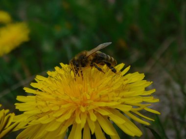 Arı türünün Apis 'i içinde bal arısı eusosyal böceği. Hepsi de Avrasya' nın yerlisi. Dantelion taraxacum officinale 'den balmumu toplamalarıyla tanınırlar.