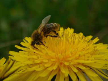 Arı türünün Apis 'i içinde bal arısı eusosyal böceği. Hepsi de Avrasya' nın yerlisi. Dantelion taraxacum officinale 'den balmumu toplamalarıyla tanınırlar.