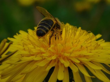 Arı türünün Apis 'i içinde bal arısı eusosyal böceği. Hepsi de Avrasya' nın yerlisi. Dantelion taraxacum officinale 'den balmumu toplamalarıyla tanınırlar.