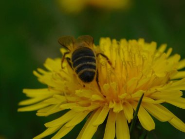 Arı türünün Apis 'i içinde bal arısı eusosyal böceği. Hepsi de Avrasya' nın yerlisi. Dantelion taraxacum officinale 'den balmumu toplamalarıyla tanınırlar.