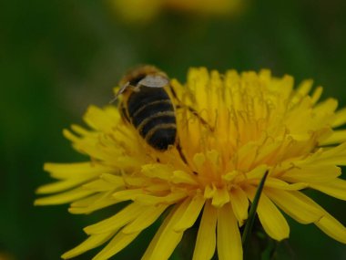 Arı türünün Apis 'i içinde bal arısı eusosyal böceği. Hepsi de Avrasya' nın yerlisi. Dantelion taraxacum officinale 'den balmumu toplamalarıyla tanınırlar.