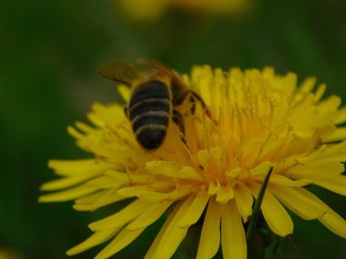 Arı türünün Apis 'i içinde bal arısı eusosyal böceği. Hepsi de Avrasya' nın yerlisi. Dantelion taraxacum officinale 'den balmumu toplamalarıyla tanınırlar.